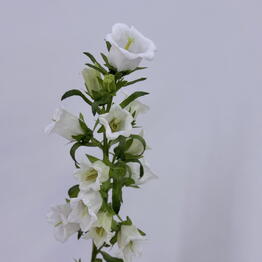 Edelda Flowers