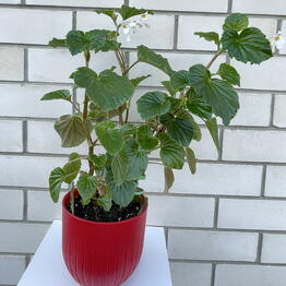 Primaflora 