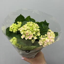 BloomFlo