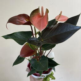 Cvetymanyat flowers shop
