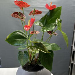 ML_flowers