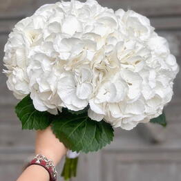 Amazing Flowers