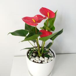 Natural’s vessels