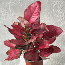 RoNi Flower Boutique