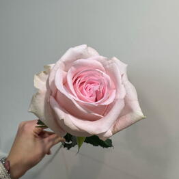 Viva Blossom