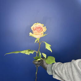 FlorSeason
