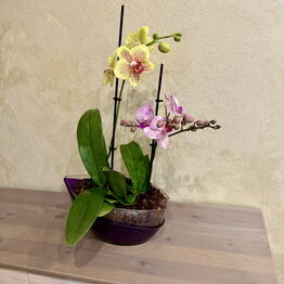 Cvety v kazhdiy dom ot Oleander_flowers