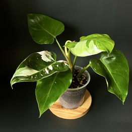 Maranta Homeplants