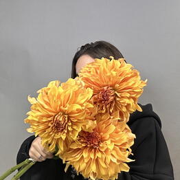 Ветвь х Пачка