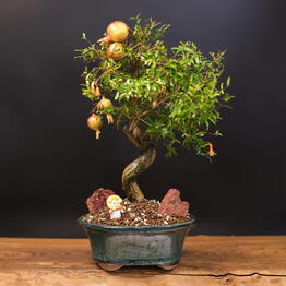 Bonsai fitosystems