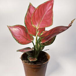 Plan Plants