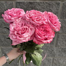 Volkova flowers