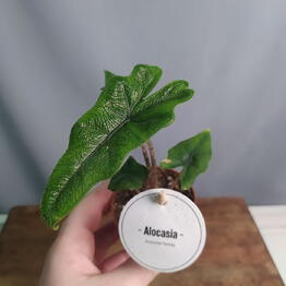 Flora-Glass