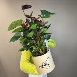 ама.РИЛЛИ.с