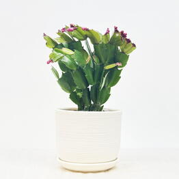 Pro Ficus
