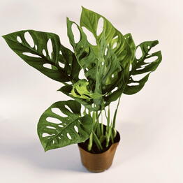 Plan Plants