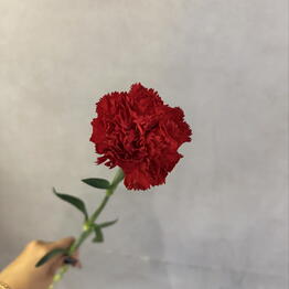 NFLOWER