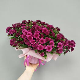 Флорис