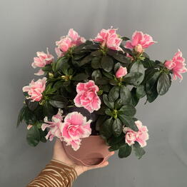 Mansarda Form&Flora