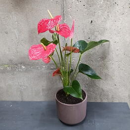 Florastation