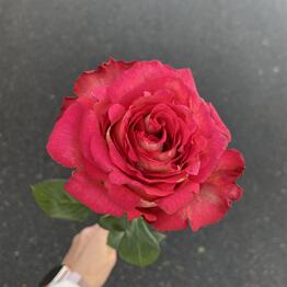 Ok flowers