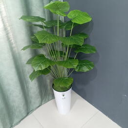 SvetFlowers