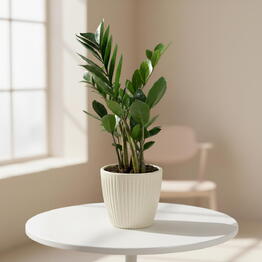 Musa Plants