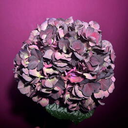 48LAVANDA