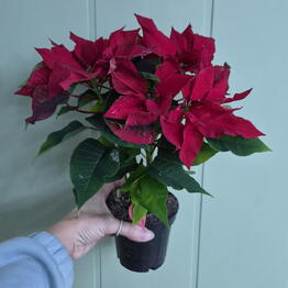 elite bouquet