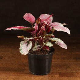 LuxuryPlants