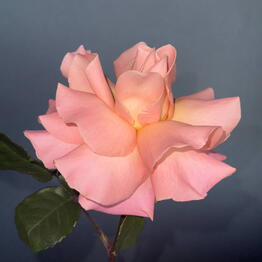 K'Flowers