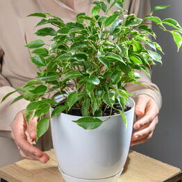 Maxgreenhome