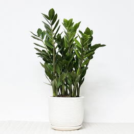 Pro Ficus