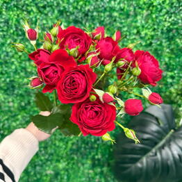 IVA flowers 