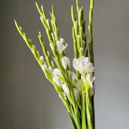 FLOWERSJOY 