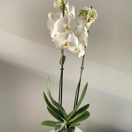 Flower Art 