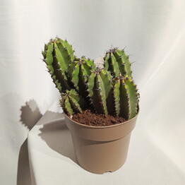 ВИКТОРИЯ 
