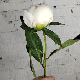 ZaraFlowers