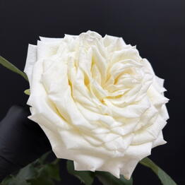 MASTERFLOWERS