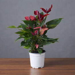 April_Plants