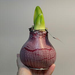 Маргаритка