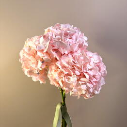 Bloomental