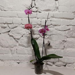 Barvinok Flower Bar