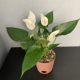 Mansarda Form&Flora