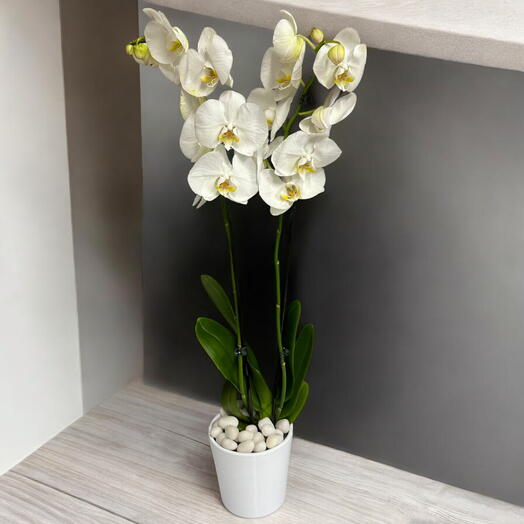 White Phalaenopsis large Indoor plant