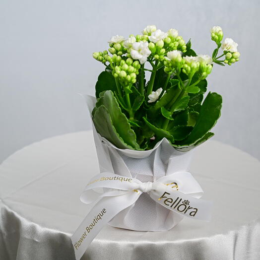 White Kalanchoe Plant