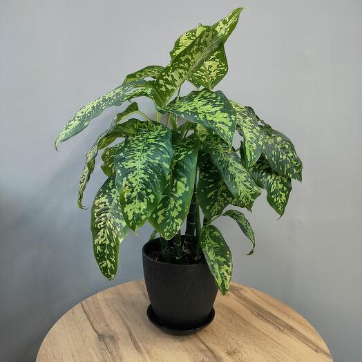 Диффенбахия