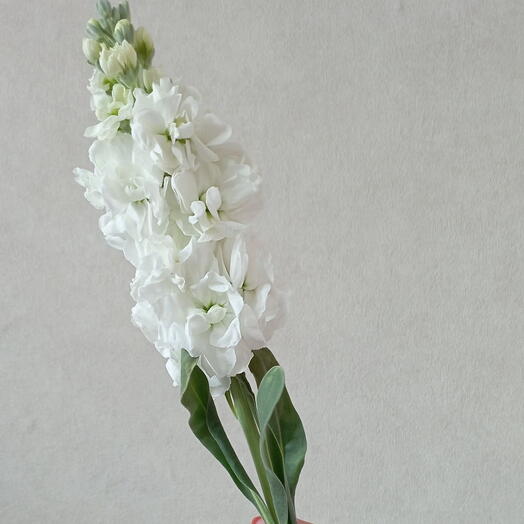 Lilac Flowers
