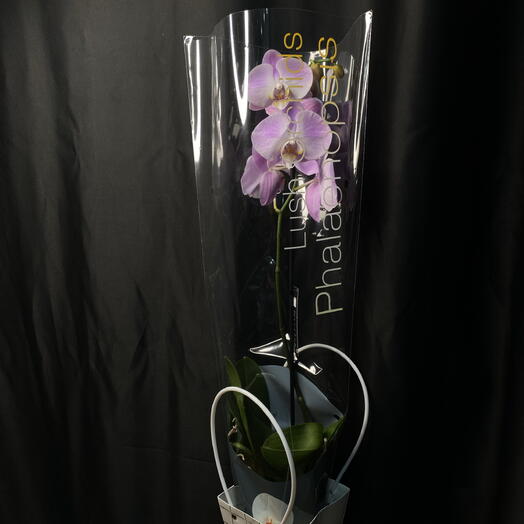 Flower Mafia