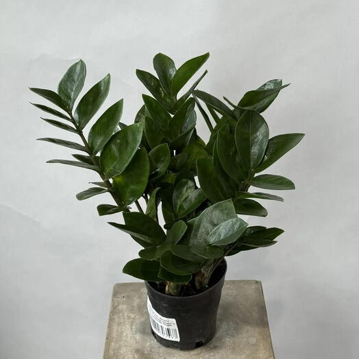 ЗАРЯ